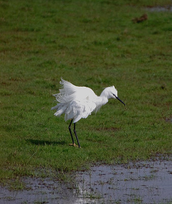 LITTLE EGRET . BOWLING GREEN MARSH . TOPSHAM . DEVON . 22 . 4 . 2018