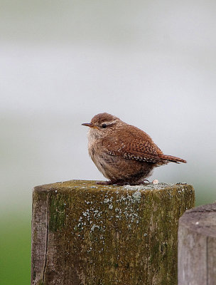 WINTER WREN . THE EXMINSTER MARSHES . DEVON . ENGLAND . 23 . 4 . 2018