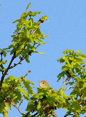 GARDEN WARBLER . LYDLINCH COMMON . DORSET . ENGLAND . 10 . 5 . 2018