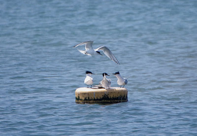 SANDWICH TERN . FERRYBRIDGE . DORSET . ENGLAND . 15 . 5 . 2018