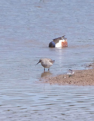 RED KNOT . BOWLING GREEN MARSH . TOPSHAM . DEVON . ENGLAND . 17 . 5 . 2018