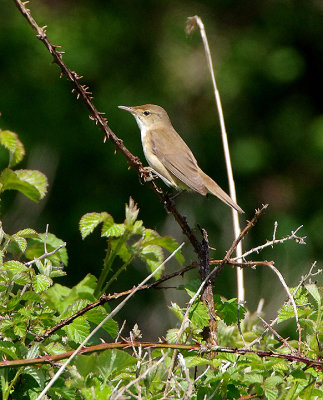 REED WARBLER , BOWLING GREEN MARSH , TOPSHAM , DEVON , ENGLAND , 17 , 5 , 2018