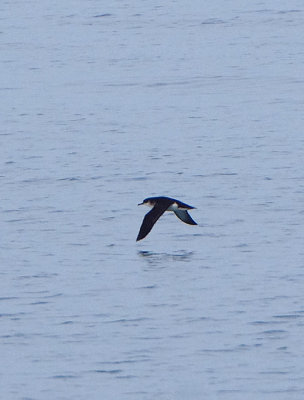MANX SHEARWATER . LUNDY ISLAND TO BIDEFORD . DEVON . ENGLAND . 20 . 5 . 2018