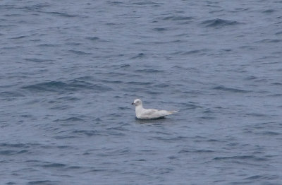 ICELAND GULL . LUNDY ISLAND . DEVON . ENGLAND . 20 . 5 . 2018