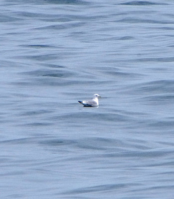 KITTIWAKE . LUNDY ISLAND TO BIDEFORD . DEVON . ENGLAND . 20 . 5 . 2018