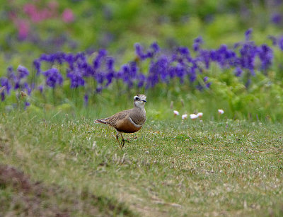 EURASIAN DOTTEREL , LUNDY ISLAND , DEVON , ENGLAND , 20 , 5 , 2018