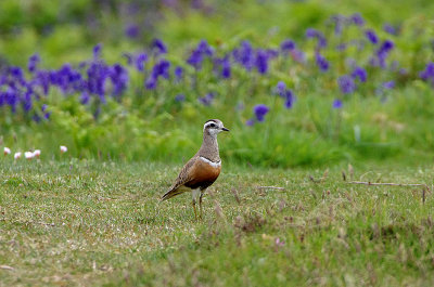 EURASIAN DOTTEREL . LUNDY ISLAND . DEVON . 20 . 5 . 2018
