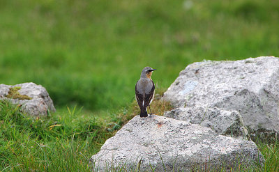 GREENLAND WHEATEAR , LUNDY ISLAND , DEVON , ENGLAND , 20 , 5 , 2018