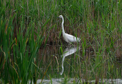 GREAT WHITE EGRET . MEARE HEATH . SOMERSET . ENGLAND . 24 . 5 . 2018.JPG