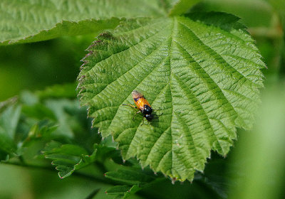 ARGE CYANOCROCEA ( Sawfly ) . THE EXMINSTER MARSHES . DEVON . ENGLAND . 19 . 5 . 2018.JPG