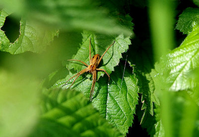 NURSERYWEB SPIDER ( Pisauridae ) . THE EXMINSTER MARSHES . DEVON . ENGLAND . 19 . 5 . 2018 ..JPG