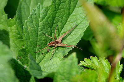 NURSERYWEB SPIDER ( Pisauridae ) . THE EXMINSTER MARSHES . DEVON . ENGLAND . 19 . 5 . 2018.JPG