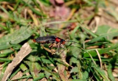 CANTHARIS RUSTICA . HALDON FOREST . DEVON . ENGLAND . 23 . 5 . 2018