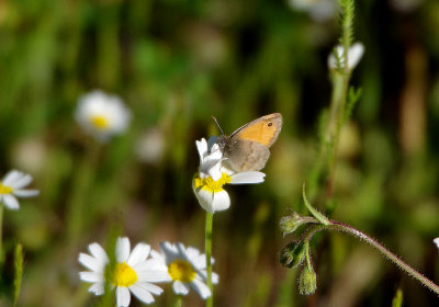 SMALL HEATH ( Coenonympha pamphilus ) . CANYON DURATON . SPAIN . 26 . 4 . 2018.JPG