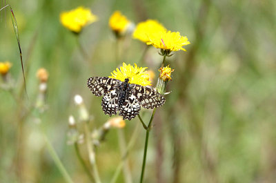 SPANISH FESTOON ( Zerynthia rumina ) . Nr AHIGAL . SPAIN . 28 . 4 . 2018.JPG