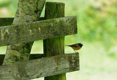 COMMON REDSTART . CHALLACOMBE FARM . DARTMOOR . DEVON . 27 . 5 . 2018