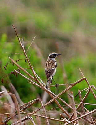 WHINCHAT . HEADLAND WARREN . DEVON . 27 . 5 . 2018