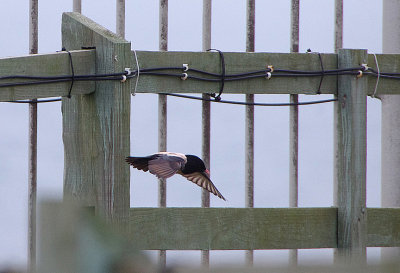ROSE-COLOURED STARLING . PORTLAND BILL . DORSET . ENGLAND . 29 . 5 . 2018