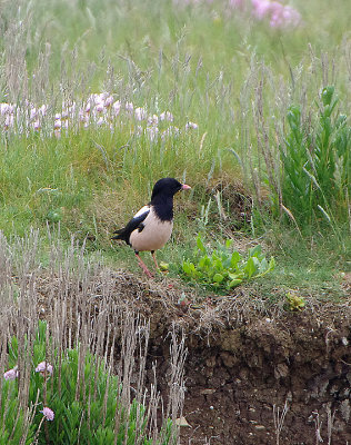 ROSE-COLOURED STARLING . PORTLAND BILL . DORSET . ENGLAND . 29 . 5 . 2018