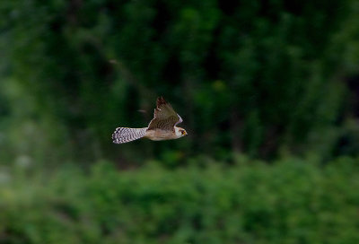 RED-FOOTED FALCON , ISLE BREWERS , SOMERSET , ENGLAND , 29 , 5 , 2018 