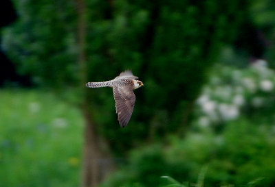 RED-FOOTED FALCON , ISLE BREWERS , SOMERSET . ENGLAND . 29 . 5 . 2018