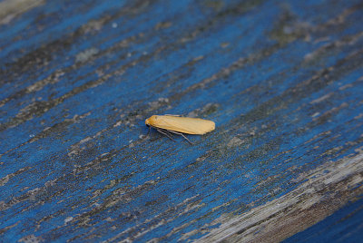 ORANGE FOOTMAN . EXMOUTH . DEVON . 3 . 6 . 2018.JPG
