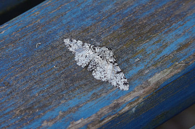 PEPPERED MOTH . EXMOUTH . DEVON . 3 . 6 . 2018.JPG