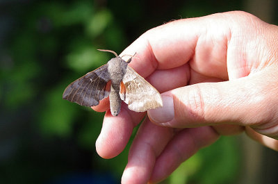 POPLAR HAWKMOTH , EXMOUTH , DEVON , 3 , 6 , 2018