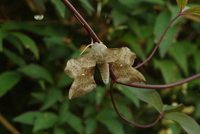 POPLAR HAWKMOTH . EXMOUTH . DEVON . ENGLAND . 3 . 6 . 2018.JPG