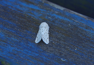 WHITE ERMINE . EXMOUTH . DEVON . 3 . 6 . 2018