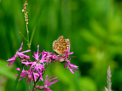 MARSH FRITILLARY ( Female ) , Nr CHUDLEIGH KNIGHTON , DEVON , 2 , 6 , 2018.JPG