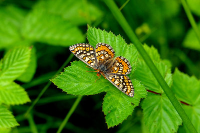 MARSH FRITILLARY ( Euphydryas aurinia ) ( Female ) . Nr CHUDLEIGH KNIGHTON . DEVON . 2 . 6 . 2018.JPG
