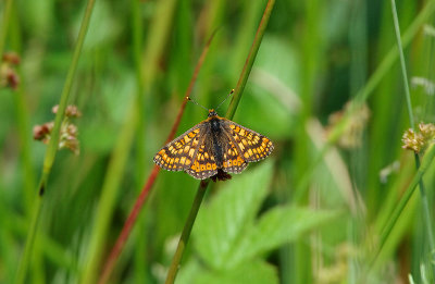 MARSH FRITILLARY ( Euphydryas aurinia ) ( Male ) . Nr CHUDLEIGH KNIGHTON . DEVON . 2 . 6 . 2018.JPG
