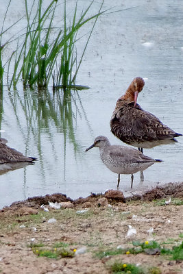 KNOT . BOWLING GREEN MARSH . TOPSHAM . DEVON . ENGLAND . 5 . 6 . 2018