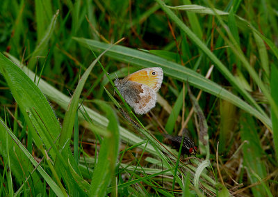 SMALL HEATH ( Coenonympha pamphilus ) . THE BYSTOCK RESERVE . DEVON . ENGLAND . 7 . 6 . 2018
