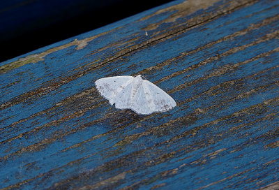 CLOUDED SILVER . EXMOUTH . DEVON . 9 . 6 . 2018