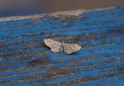 COMMON PUG . EXMOUTH . DEVON . 9 . 6 . 2018