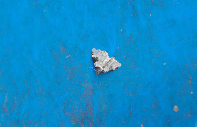 GARDEN CARPET ( Xanthorhoe fluctuata ) . EXMOUTH . DEVON . 9 . 6 . 2018