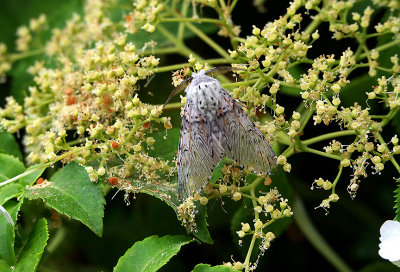 PUSS MOTH . EXMOUTH . DEVON . 9 . 6 . 2018