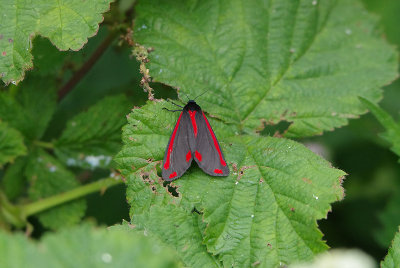CINNABAR ( Tyria jacobaeae ) . HIGHFIELD FARM . TOPSHAM . DEVON . ENGLAND . 10 . 6 . 2018