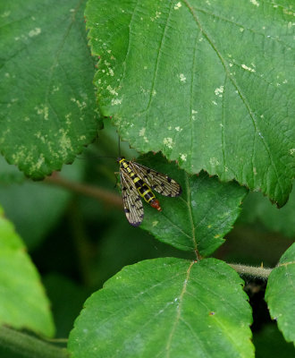 SCORPION FLY ( Meloptera ) , HIGHFIELD FARM , TOPSHAM , DEVON , 19 , 6 , 2018