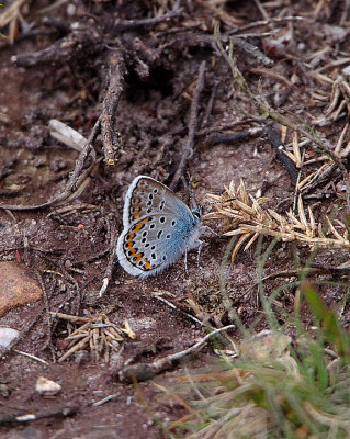 SILVER-STUDDED BLUE ( Plebejus argus ) . THE EAST DEVON COMMONS . DEVON . 13 . 6 . 2018