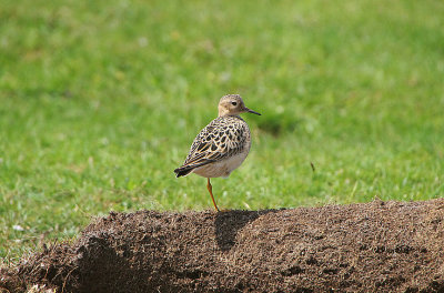 BUFF-BREASTED SANDPIPER . DAVIDSTOW AIRPORT . CORNWALL . ENGLAND . 12 . 6 . 2018