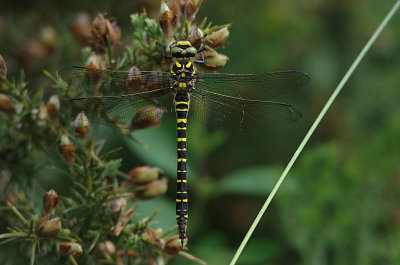 GOLDEN-WINGED DRAGONFLY . HALDON FOREST . DEVON . 12 . 6 . 2018