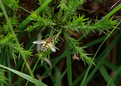 HELOPHILUS PENDULUS . THE EAST DEVON COMMONS . DEVON . 13 . 6 . 2018