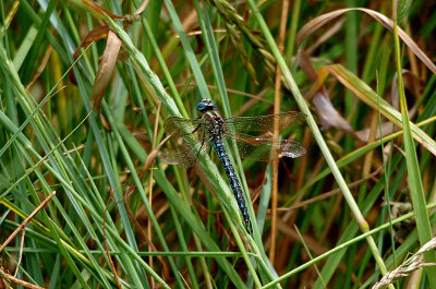 HAIRY DRAGONFLY ( Brachytron pretense ) ( Male ) . BOWLING GREEN MARSH . TOPSHAM . DEVON . 15 . 6 . 2018