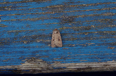 MOTTLED RUSTIC . EXMOUTH . DEVON . 17 . 6 . 2018