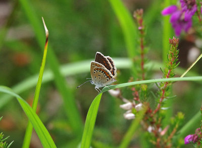 SILVER-STUDDED BLUE ( Plebejus argus ) ( Female ) . THE EAST DEVON COMMONS . DEVON . 19 . 6 . 2018