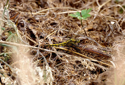 BLACK-TAILED SKIMMER ( Orthetrum cancellatum ) ( Female ) . THE GOAT WALK LAND TRUST FIELD . DEVON . 18 . 6 . 2018