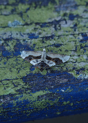 PURPLE BAR ( Cosmorhoe ocellata ) , EXMOUTH , DEVON , 23 , 6 , 2018.JPG